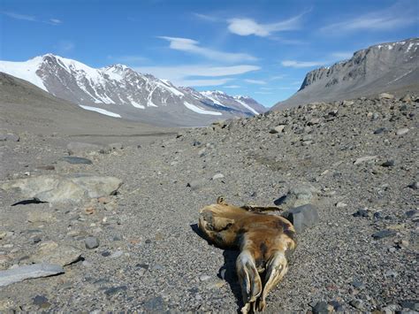 An Antarctic Oasis - The McMurdo Dry Valleys | Whale of a Time