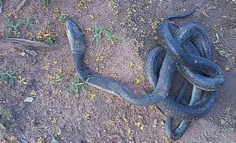 Girl, 18, dies from black mamba bite » TheVoiceBW