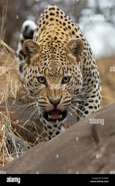 Leopard stalking prey hi-res stock photography and images - Alamy