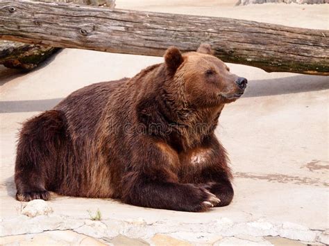 Brown Bear Basking in the Sun after Hibernation. Stock Image - Image of spring, bear: 114346981