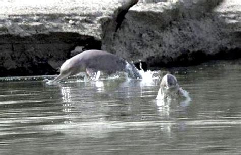 Ganges River Dolphin – "OCEAN TREASURES" Memorial Library