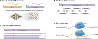 Overcoming challenges and dogmas to understand the functions of pseudogenes | Nature Reviews ...