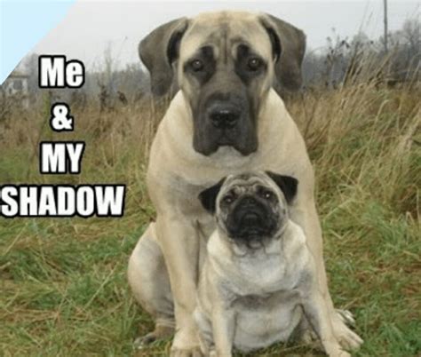 Pug Love, I Love Dogs, Cute Dogs, Funny Dog Memes, Funny Dogs, Funny ...