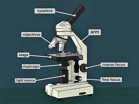 Microscopio Y Sus Partes | Images and Photos finder