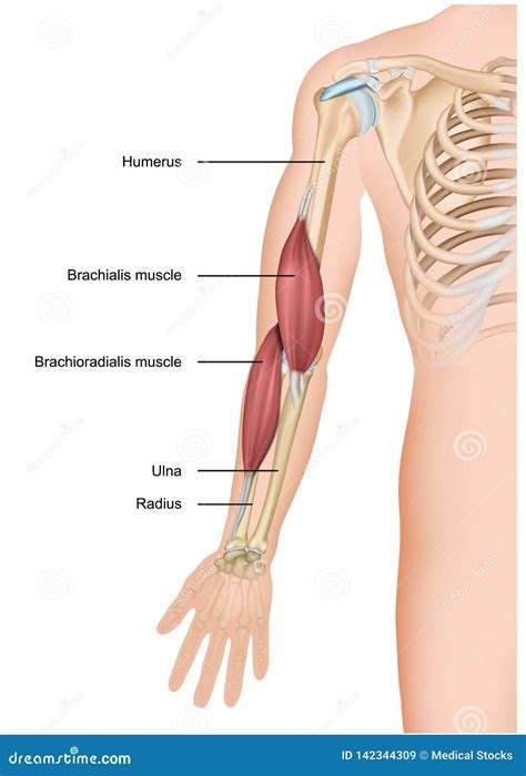 Brachialis and Brachioradialis Muscle Anatomy 3d Medical Illustration ...