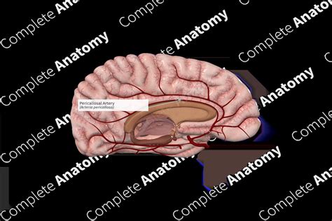 Pericallosal Artery | Complete Anatomy