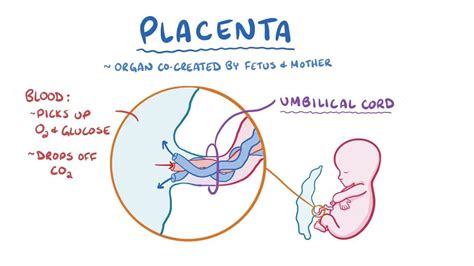 Placenta Diagram Labeled