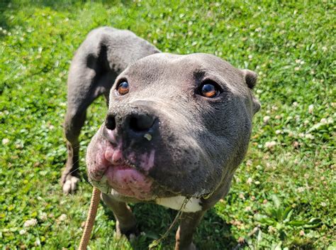 Dog Found Emaciated With No Ears In Ohio - Newsweek