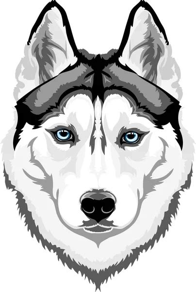 Siberian Husky Cartoon Drawing