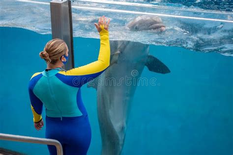 Trainer Directing Dolphin at Seaworld 192 Editorial Stock Image - Image ...