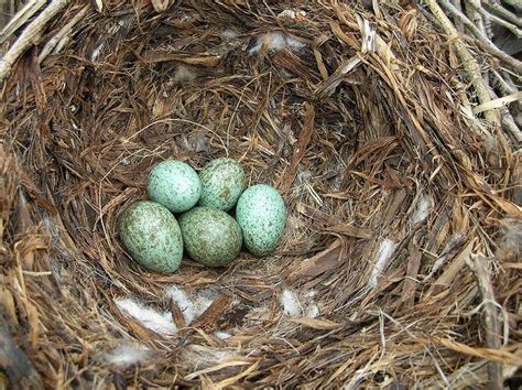 American Crow-eggs • love that color! | Corvidae | Pinterest | Crows, Eggs and Colors