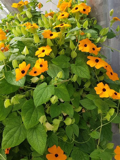 Black Eyed Susan Vine Plant: How To Care For Black Eyed Susan Vines