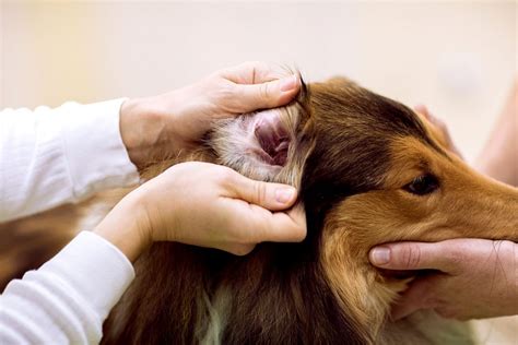 Dog Ear Plucking: Is It Necessary Or Harmful?