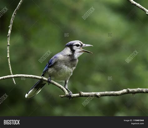 Blue Jay singing Stock Photo & Stock Images | Bigstock