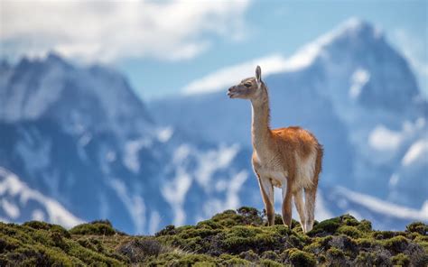 Download Animal Llama HD Wallpaper