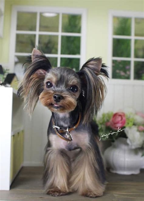 30 Different Dog Grooming Styles - Tail and Fur