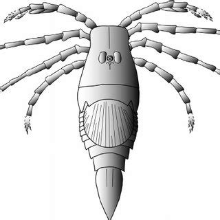 (PDF) The true identity of the supposed giant fossil spider Megarachne