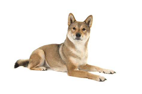 Shikoku - Full Profile, History, and Care