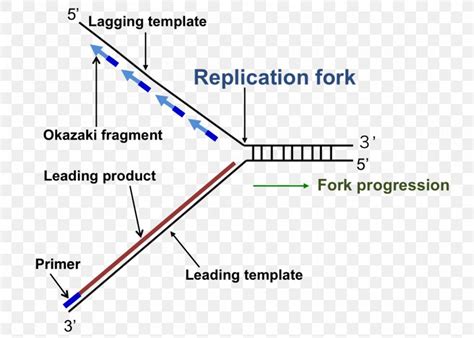 38 dna replication fork diagram labeled