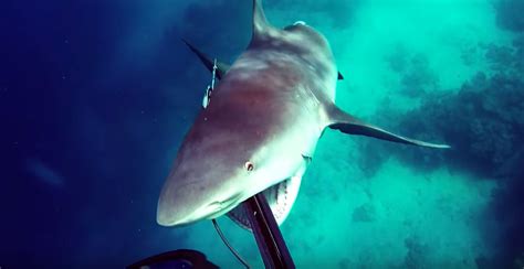 Incredibly Scary Bull Shark Attack Captured On Film!