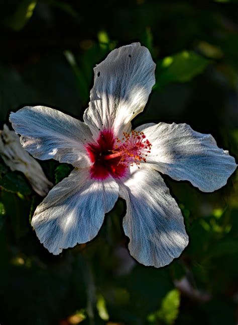 The White Hibiscus by suffolkbrian