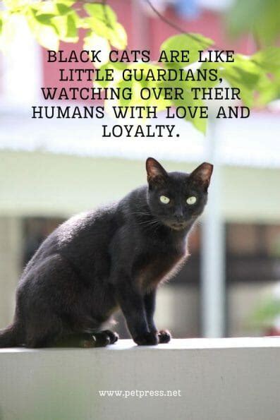 50 Black Cat Quotes to Celebrate the Beauty of These Creatures