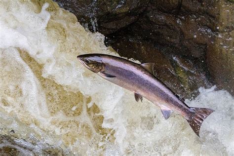 It’s Salmon migration season! – Welsh Dee Trust River Dee