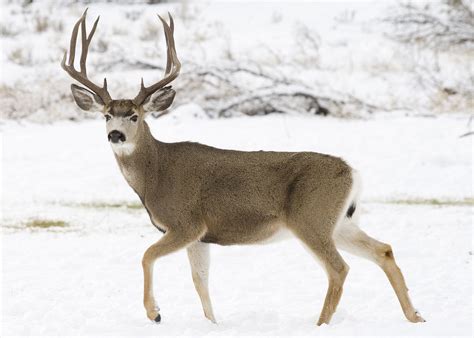 The World's Largest Deer - Sweeney Feeders in Texas