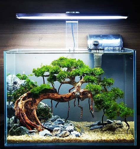 Bonsai Aquascape Ideas - Aquascape Ideas