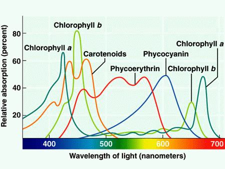 The Most Important Role of Pigments in Photosynthesis Is to