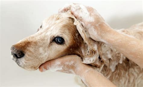 How to Give a Dog an Oatmeal Bath: Soothing Spot’s Skin!