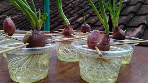 Growing Onions In Water - You Don’t Need To Much Space