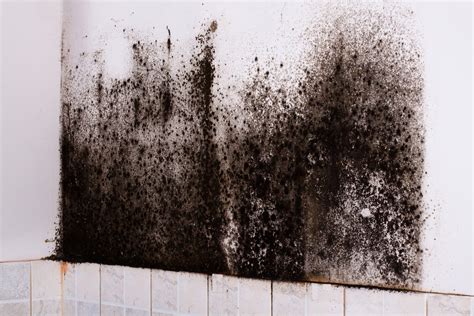 Black Mold Spores: Can They Hurt You? - Termiguard