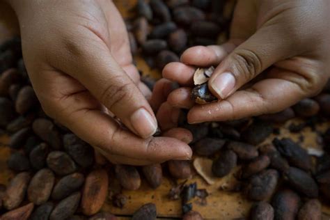 Descubre todo sobre las Semillas de Cacao y mucho más