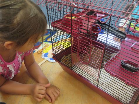 Preschool Carmel Valley - Classroom Pets | The Carmel Valley Life