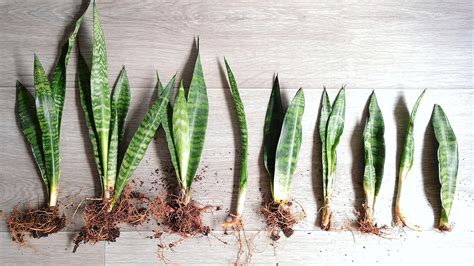 3 Easy Ways to Propagate Houseplants : Mulhall's