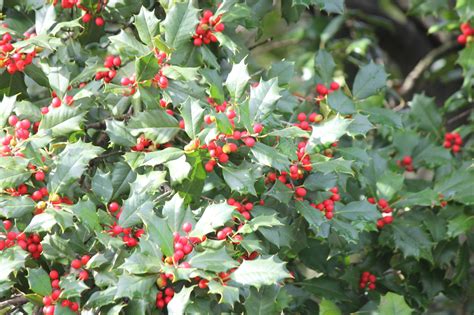 Species Spotlight - Ilex opaca - Edge Of The Woods Native Plant Nursery ...