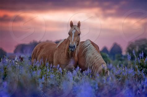 Sunset Horse In A Field - pic-dink