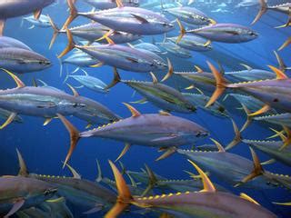 Bigeye Tuna | Species | WWF