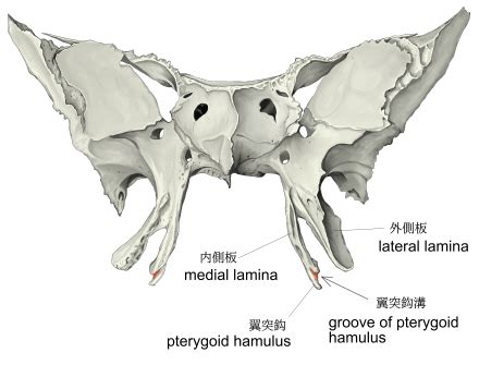 Visual Anatomy 視覚解剖学