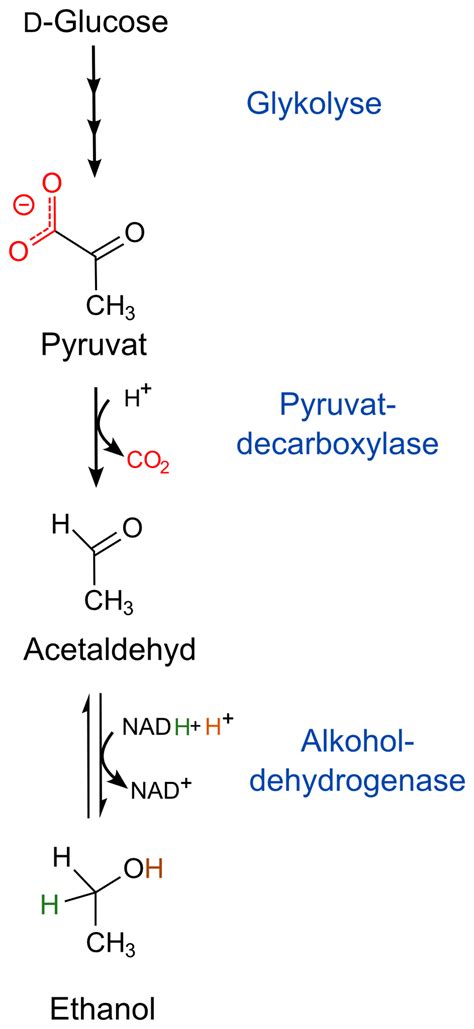 Ethanol Fermentation Equation