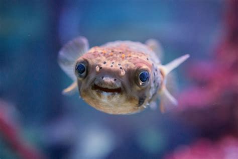 10 Animals Who Are Surprisingly Cute - WorldAtlas