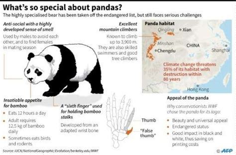 Eats shoots and rarely breeds: Giant pandas 'still at risk'