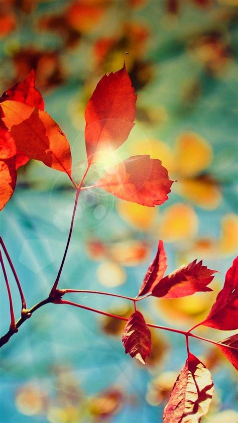 Fall Leaf Wallpapers For Mobile - Wallpaper Cave