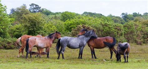Herd Of Wild Horses Free Stock Photo - Public Domain Pictures