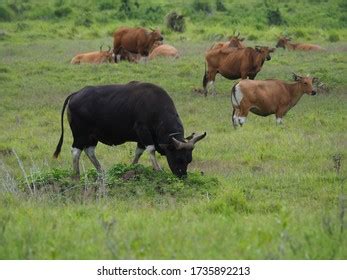 49 Banteng jawa Images, Stock Photos & Vectors | Shutterstock