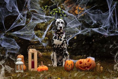 Halloween dog in 2023 | Dog halloween, Dog photoshoot, Holiday dog photos