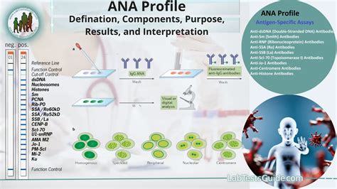 ANA Profile: Defination, Components, Purpose, Results, and Interpretation