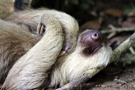 Sleeping Sloth | Flickr - Photo Sharing!