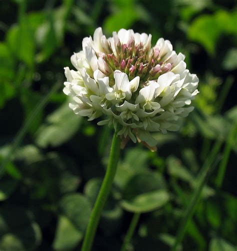 Poppular Photography: White Clover Flower